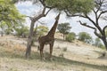 Northern giraffe