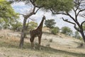 Northern giraffe