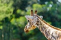 Northern Giraffe Portrait Royalty Free Stock Photo
