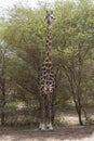 Northern giraffe portraits