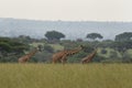 Northern giraffe, giraffa camelopardalis, Uganda