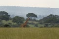 Northern giraffe, giraffa camelopardalis, Uganda