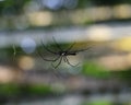 Northern golden orb weaver Royalty Free Stock Photo