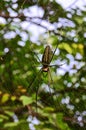 Northern golden orb weaver Royalty Free Stock Photo