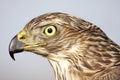 Northern Goshawk (Accipiter gentilis) Royalty Free Stock Photo