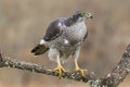 Northern goshawk, Accipiter gentilis, adult male