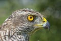 Northern Goshawk Accipiter gentilis