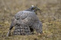 Northern goshawk, Accipiter gentilis, feeding on the ground. Spain