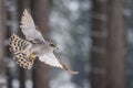 The Northern Goshawk or Accipiter gentilis