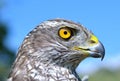 Northern Goshawk (Accipiter gentilis)