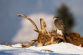 Northern goshawk sitting on dead deer in winter nature Royalty Free Stock Photo