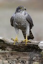 Northern goshawk Accipiter gentilis. Spain