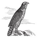 Northern Goshawk or Accipiter gentilis. Vintage engraving