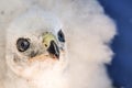 Northern Goshawk Baby