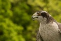 Northern Goshawk