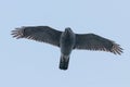 Northern goshawk flying Accipiter gentilis Bird of prey wildlife Royalty Free Stock Photo