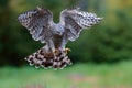 Northern Goshawk flying in the Netherlands Royalty Free Stock Photo