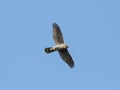 Northern goshawk flying in sky