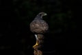 Northern goshawk in the forest of Noord Brabant