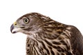 Northern Goshawk isolated on white Royalty Free Stock Photo