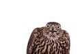 Northern Goshawk isolated on white Royalty Free Stock Photo