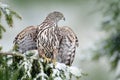 Northern Goshawk landing on spruce tree during winter with snow. Wildlife scene from winter nature. Bird of prey in the forest hab