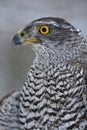 Northern Goshawk looking left