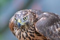 Predator Northern goshawk