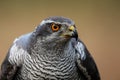 Portrait northern goshawk