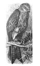 Northern goshawk. Raptor. Accipiter gentilisMilvus regalis Vintage illustration from Brockhaus Konversations-Lexikon 1908