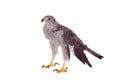Northern goshawk on white Royalty Free Stock Photo