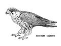 Northern goshawk. Wild forest bird of prey. Hand drawn sketch graphic style. Fashion patch. Print for t-shirt, Tattoo or