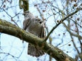 Northern goshawk (Accipiter gentilis