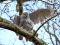 Northern goshawk (Accipiter gentilis