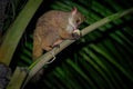 Northern Greater Galago - Otolemur garnettii also Garnett greater galago or Small-eared Greater Galago, nocturnal, arboreal primat