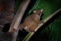 Northern Greater Galago - Otolemur garnettii also Garnett greater galago or Small-eared Greater Galago, nocturnal, arboreal