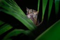 Northern Greater Galago - Otolemur garnettii also Garnett greater galago or Small-eared Greater Galago, nocturnal, arboreal