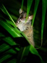 Northern Greater Galago - Otolemur garnettii also Garnett greater galago or Small-eared Greater Galago, nocturnal, arboreal