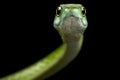 Northern Green Bush Snake Philothamnus irregularis