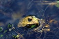 Northern Green Frog Female 604835