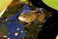 Northern Green Frog Female 701894