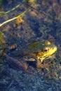 Northern Green Frog Female 50997