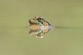 Northern Green Frog In Pond