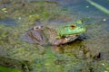 Northern green frog wadding in a pond - Michigan