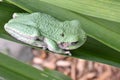 Northern Green Frog waiting