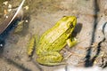 Northern green frog in the water Royalty Free Stock Photo