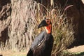 Northern ground hornbills Bucorvus abyssinicus 4