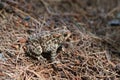 Northern ground toad on forest floor closeup.