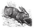 Northern hare Lepus americanus or Snowshoe Hare vintage engraving