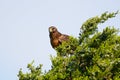 Northern Harrier